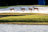 Ambiance Wildlife