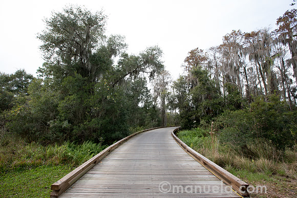 Ambiance - pathway between 8th green and 9th tee