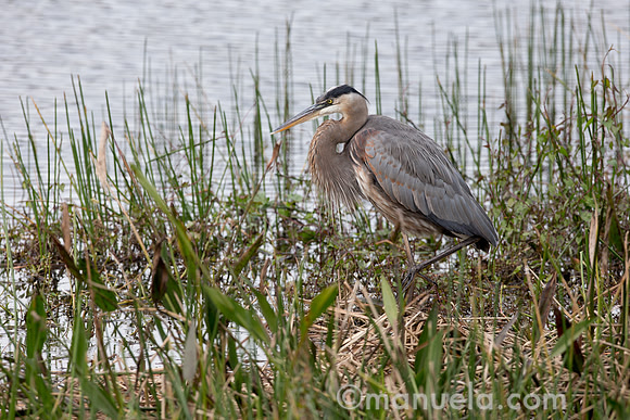 Ambiance - Heron